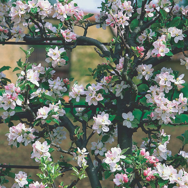 Malus- 4 in 1 cold climate espalier 
